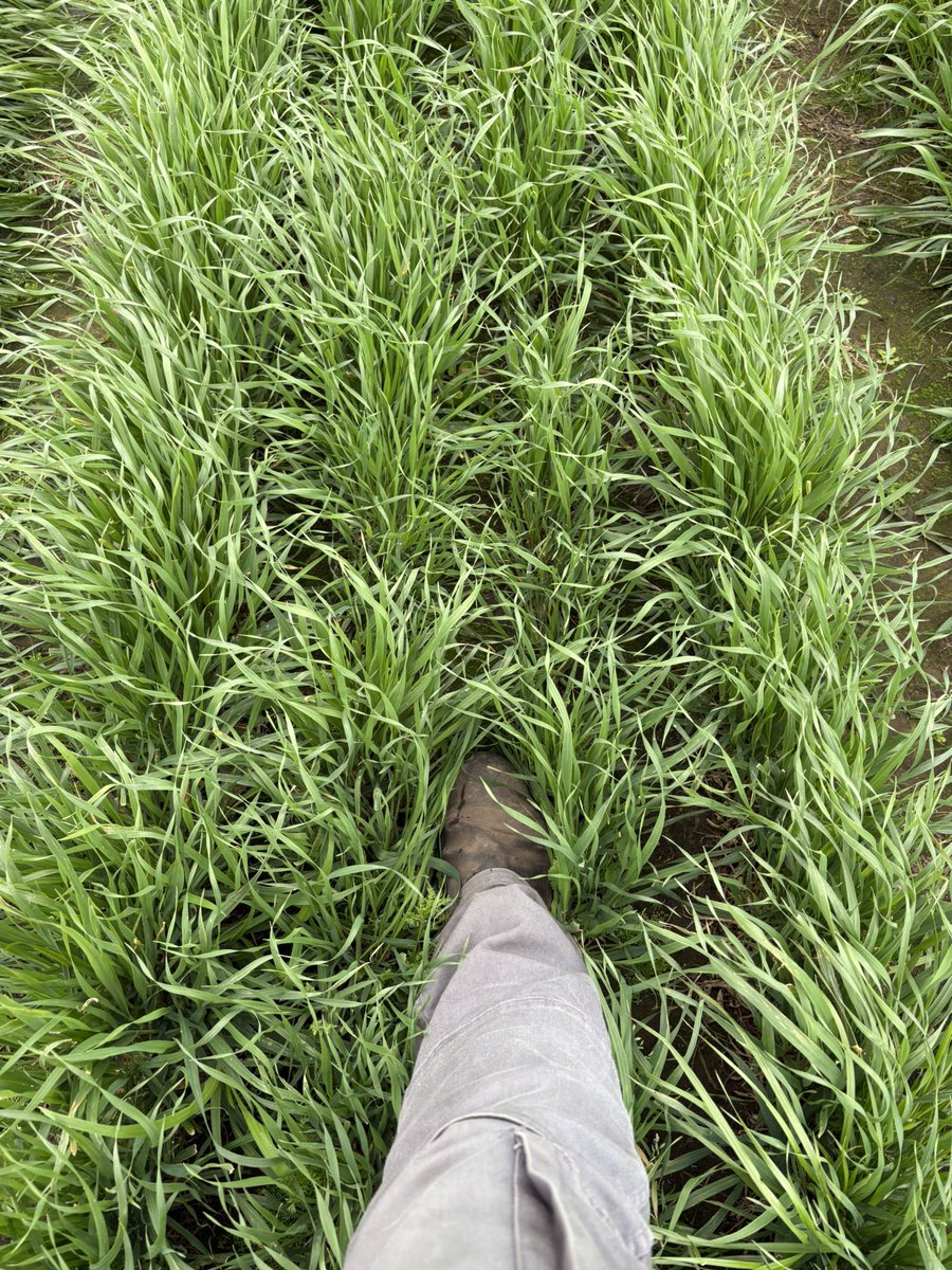 PastureGenetics's tweet photo. Ensayo de avenas de pastoreo
31 días de rebrote

1) Estanzuela 1095a
2) FRONTEIRA
3) FRONTEIRA XL https://t.co/BCEixudIjS