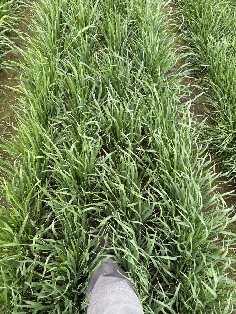 PastureGenetics's tweet photo. Ensayo de avenas de pastoreo
31 días de rebrote

1) Estanzuela 1095a
2) FRONTEIRA
3) FRONTEIRA XL https://t.co/BCEixudIjS