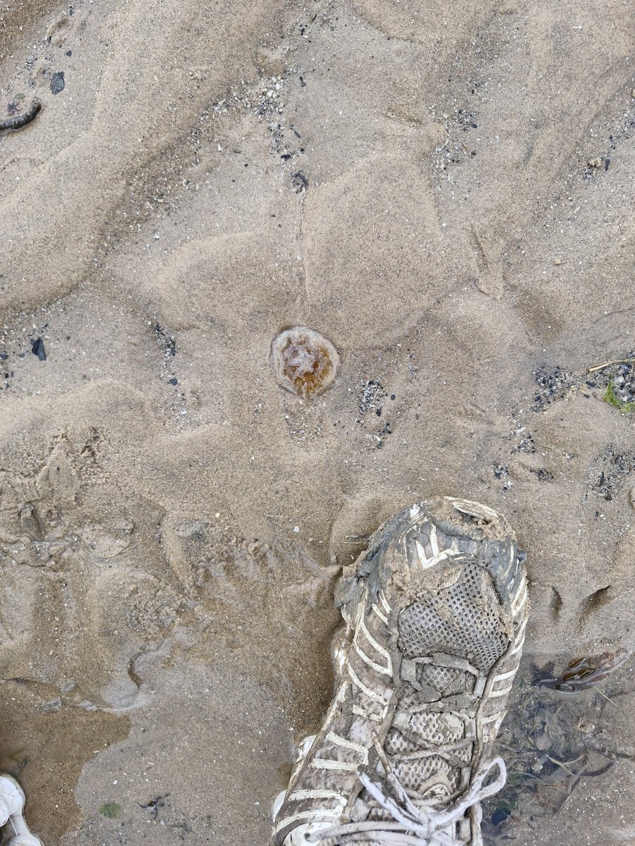 swallowmyairs's tweet photo. Nike shox TL and some jellyfish πͺΌ #nikeshoxtl #shoxtl #trainers #sneakers #trashednike #trashedsneakers https://t.co/f1y5joafxa