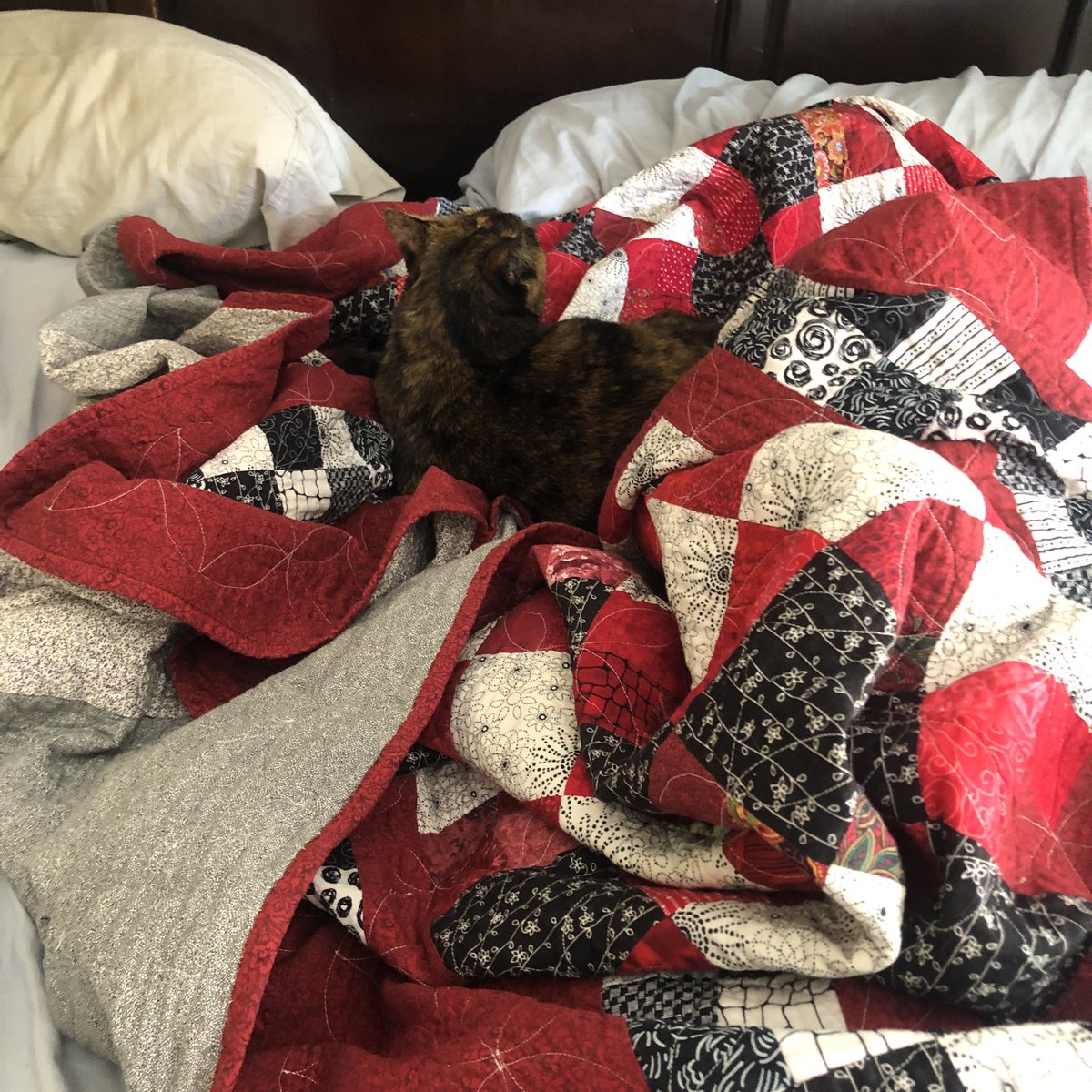 ChaiGerdes's tweet photo. Mom looked in the bedroom three times and worried I was forever lost. I was not happy to be found. I’m the best hider. https://t.co/hv8ogmViXH