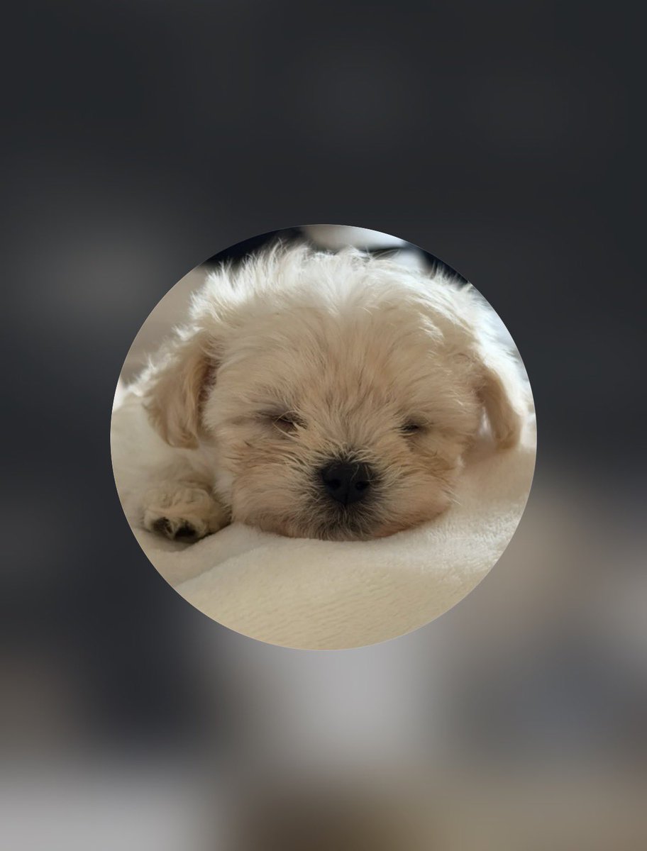 watashiae's tweet photo. 推しはポニョです（←え、、?）
同担◎
仲良くしてください https://t.co/wX4rUy87jj