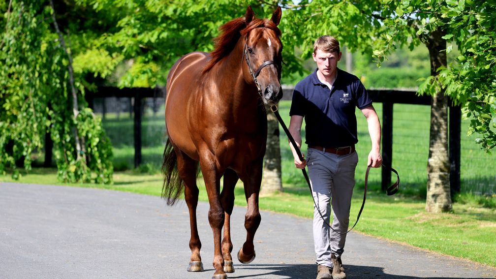 rpbloodstock's tweet photo. Pershaada strikes in Molecomb to deliver Persian Force his first stakes winner

Read more 👉 https://t.co/TchCwbqTfH https://t.co/1D1eF8codd