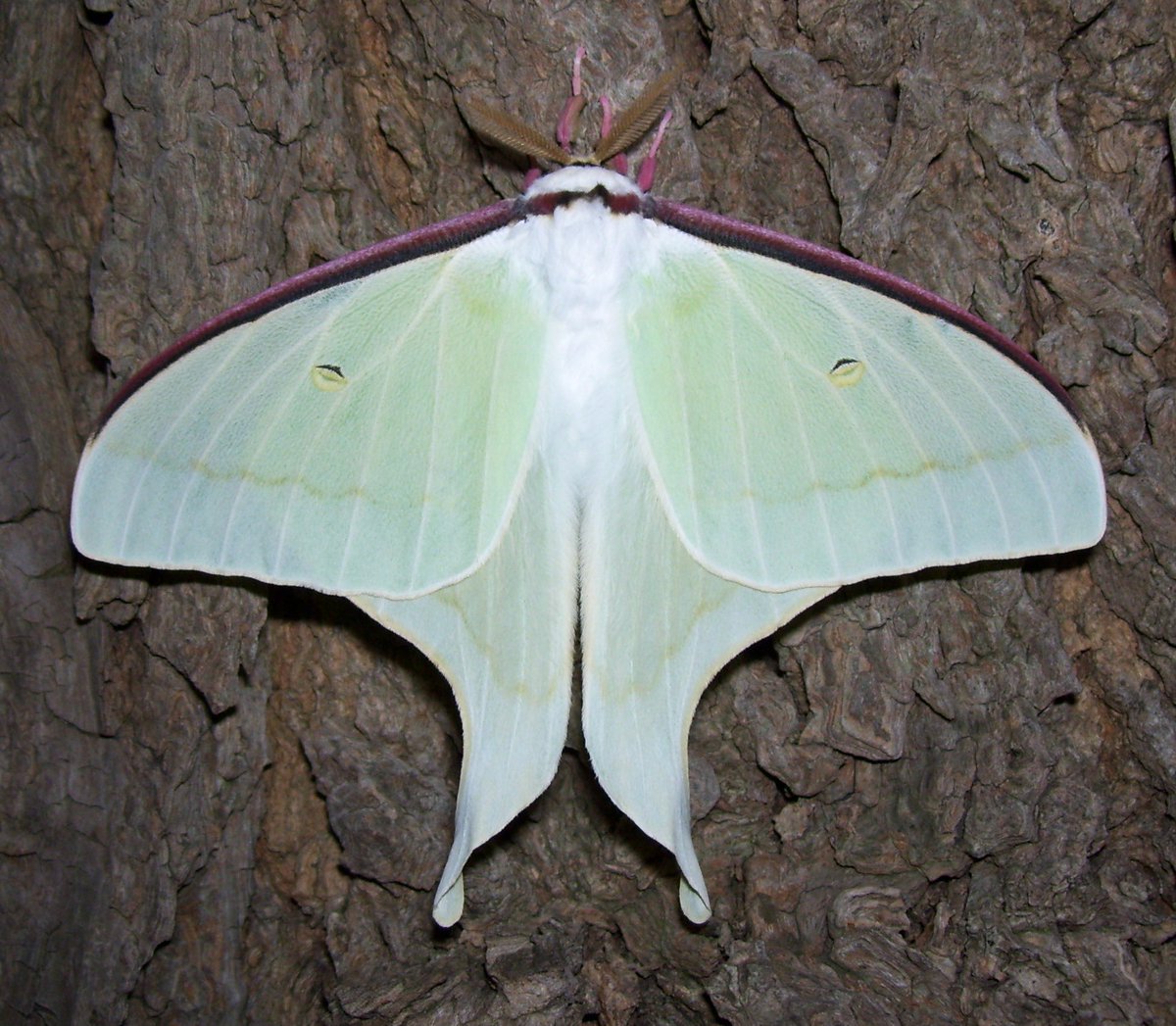 jbr_19892's tweet photo. Actias artemis — Japanese luna moth https://t.co/GDMNr1AjAA