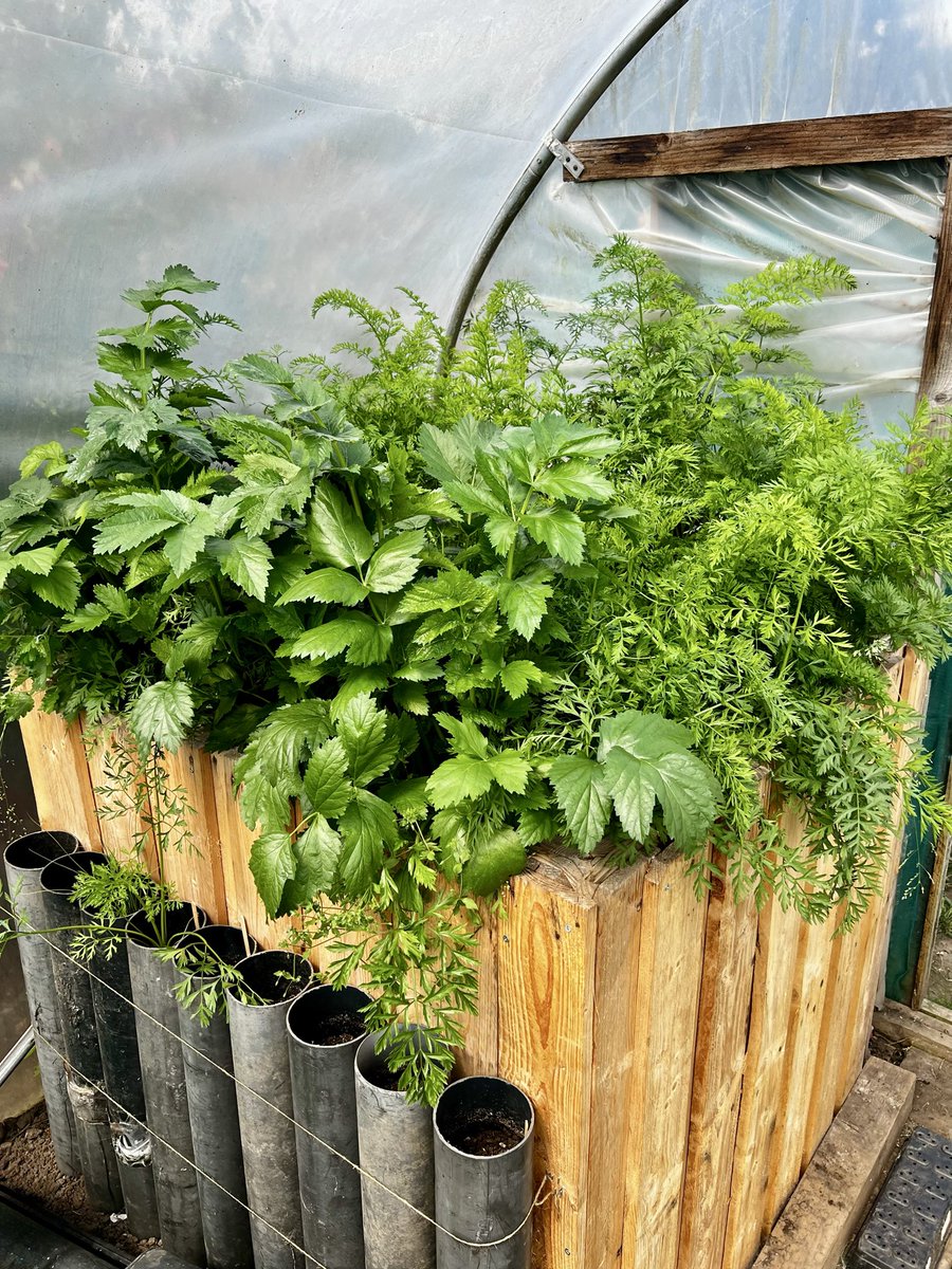 HolmesAllotment's tweet photo. Fingers crossed 🤞🏻for some monster parsnips and Carrots 🥕🥕💪  #allotment #gardening #growyourown #carrots #Manpukuji https://t.co/CthxkWNmDi
