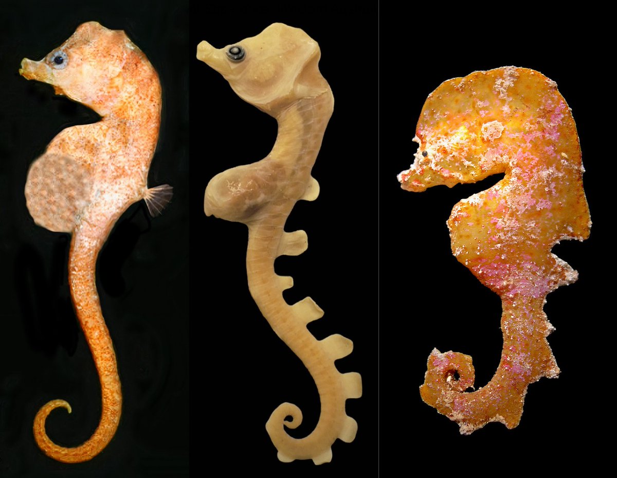 FishInTheNews's tweet photo. #NewSpeciesAlert - Introducing the sea muppets, a lost lineage of Syngnathidae, known from just eight specimens in eighty years and never seen alive.

🔓 https://t.co/Lwu61YoC83

Researchers here present 𝐴𝑢𝑠𝑡𝑟𝑎𝑙𝑦𝑖𝑐ℎ𝑡ℎ𝑦𝑠 gen. nov., described as a new genus of Syngnathidae (seahorses, pipefishes, seadragons, pipehorses and pygmy pipehorses) endemic to temperate mesophotic habitats of southern Australia and erected to include 𝐴𝑢𝑠𝑡𝑟𝑎𝑙𝑦𝑖𝑐ℎ𝑡ℎ𝑦𝑠 𝑚𝑖𝑛𝑜𝑡𝑎𝑢𝑟 (left) comb. nov. and 𝐴𝑢𝑠𝑡𝑟𝑎𝑙𝑦𝑖𝑐ℎ𝑡ℎ𝑦𝑠 𝑝𝑎𝑟𝑎𝑑𝑜𝑥𝑢𝑠 (middle) comb. nov. (both previously placed in 𝐻𝑖𝑝𝑝𝑜𝑐𝑎𝑚𝑝𝑢𝑠), together with the new species described in this study, 𝐴𝑢𝑠𝑡𝑟𝑎𝑙𝑦𝑖𝑐ℎ𝑡ℎ𝑦𝑠 𝑎𝑒𝑔𝑖𝑠 (right).

"The genus is represented by eight specimens collected incidentally over nearly eighty years, with no collections within the last two decades and no verified in situ observations, and therefore meets the criteria of a lost taxon. Its rarity, restricted depth range, and predominant occurrence in mesophotic habitats underscore the need for targeted surveys and formal conservation assessment."

𝗥𝗲𝘀𝗲𝗮𝗿𝗰𝗵 𝗧𝗶𝘁𝗹𝗲
𝐴𝑢𝑠𝑡𝑟𝑎𝑙𝑦𝑖𝑐ℎ𝑡ℎ𝑦𝑠 gen. nov. (Teleostei, Syngnathidae), a lost mesophotic lineage from southern Australia, with description of 𝐴. 𝑎𝑒𝑔𝑖𝑠 sp. nov. and reclassification of 𝐻𝑖𝑝𝑝𝑜𝑐𝑎𝑚𝑝𝑢𝑠 𝑚𝑖𝑛𝑜𝑡𝑎𝑢𝑟 and 𝐻. 𝑝𝑎𝑟𝑎𝑑𝑜𝑥𝑢𝑠

𝗖𝗶𝘁𝗮𝘁𝗶𝗼𝗻
Short, G., Foster, R., Gomon, M., Bassham, S., Small, C., Hamilton, H., … Hay, A. (2026). 𝐴𝑢𝑠𝑡𝑟𝑎𝑙𝑦𝑖𝑐ℎ𝑡ℎ𝑦𝑠 gen. nov. (Teleostei, Syngnathidae), a lost mesophotic lineage from southern Australia, with description of 𝐴. 𝑎𝑒𝑔𝑖𝑠 sp. nov. and reclassification of 𝐻𝑖𝑝𝑝𝑜𝑐𝑎𝑚𝑝𝑢𝑠 𝑚𝑖𝑛𝑜𝑡𝑎𝑢𝑟 and 𝐻. 𝑝𝑎𝑟𝑎𝑑𝑜𝑥𝑢𝑠. Journal of Lost Species, 1. https://t.co/3VSVP5ijq7

𝗔𝗯𝘀𝘁𝗿𝗮𝗰𝘁
𝐴𝑢𝑠𝑡𝑟𝑎𝑙𝑦𝑖𝑐ℎ𝑡ℎ𝑦𝑠 gen. nov. is described as a new genus of Syngnathidae (seahorses, pipefishes, seadragons, pipehorses and pygmy pipehorses) endemic to temperate mesophotic habitats of southern Australia and erected to include 𝐴. 𝑚𝑖𝑛𝑜𝑡𝑎𝑢𝑟 comb. nov. and 𝐴. 𝑝𝑎𝑟𝑎𝑑𝑜𝑥𝑢𝑠 comb. nov., together with 𝐴. 𝑎𝑒𝑔𝑖𝑠 sp. nov. The genus occurs at depths of 50–124 m within a mesophotic zone characterized by reduced light penetration and structurally complex benthic habitats. The included taxa possess hippocampiform features including a ventrally angled head, a fully enclosed brood pouch, and a prehensile tail, but are distinguished by a consistent osteological combination. Micro-computed tomography reveals an elevated, anteriorly inclined supraoccipital, a reduced anterior nuchal plate not forming a coronet, and unfused inferior trunk plates lacking a continuous ventral ridge. The external morphology is comparatively unsegmented, with subtle dermal lobulation contributing to a fleshy habitus. A derived ventral trunk complex is present, composed of anterior and posterior ventral elements flanking a median anal pterygiophore, homologous to the anal-fin pterygiophore complex of 𝐻𝑖𝑝𝑝𝑜𝑐𝑎𝑚𝑝𝑢𝑠 but reorganized into a novel ventral support architecture not observed elsewhere in Syngnathidae. Phylogenomic analyses of ultraconserved elements recover 𝐴𝑢𝑠𝑡𝑟𝑎𝑙𝑦𝑖𝑐ℎ𝑡ℎ𝑦𝑠 within Haliichthyini, the sister clade to Hippocampini, indicating that the hippocampiform body plan arose independently of 𝐻𝑖𝑝𝑝𝑜𝑐𝑎𝑚𝑝𝑢𝑠 and reflects convergence rather than shared ancestry. The genus is represented by eight specimens collected incidentally over nearly eighty years, with no collections within the last two decades and no verified in situ observations, and therefore meets the criteria of a lost taxon. Its rarity, restricted depth range, and predominant occurrence in mesophotic habitats underscore the need for targeted surveys and formal conservation assessment.

𝗘𝘁𝘆𝗺𝗼𝗹𝗼𝗴𝘆
𝐴𝑢𝑠𝑡𝑟𝑎𝑙𝑦𝑖𝑐ℎ𝑡ℎ𝑦𝑠 - is a neologism derived from the Latin 𝑎𝑢𝑠𝑡𝑟𝑎𝑙𝑖𝑠 (southern), referencing the geographic restriction of the genus to southern Australia, and the Greek 𝑖𝑐ℎ𝑡ℎ𝑦𝑠 (fish), reflecting its taxonomic placement within the family Syngnathidae; gender masculine.
Common English name. Sea Muppet. The common name “Sea Muppet” reflects the appearance of the genus, with its large, prominently domed head and fleshy lobes evoking features reminiscent of the animated characters from The Muppet Show.
The specific epithet 𝑎𝑒𝑔𝑖𝑠 (Latinized from the Greek 𝑎𝑖𝑔𝑖𝑠) refers to the protective shield or breastplate in Greek mythology. The name refers to the species’ prominent domed head, recalling the protective strength of the aegis, and follows the mythologically derived epithets of its congeners. Treated as a noun in apposition

𝗣𝗵𝗼𝘁𝗼 𝗖𝗿𝗲𝗱𝗶𝘁
Left - 𝐴𝑢𝑠𝑡𝑟𝑎𝑙𝑦𝑖𝑐ℎ𝑡ℎ𝑦𝑠 𝑚𝑖𝑛𝑜𝑡𝑎𝑢𝑟, NMV A192, holotype, male, 48.7 mm SL, freshly preserved, off Eden, New South Wales, Australia. Lateral view showing large fleshy head, soft externally unsegmented trunk and tail, and absence of spination. Photo credit: Martin Gomon.
Middle - 𝐴𝑢𝑠𝑡𝑟𝑎𝑙𝑦𝑖𝑐ℎ𝑡ℎ𝑦𝑠 𝑝𝑎𝑟𝑎𝑑𝑜𝑥𝑢𝑠, SAMA F10490, holotype, female, 64.6 mm SL, preserved, south-western Australia, off Esperance, Western Australia. Lateral view showing externally unsegmented trunk and tail and multiple fleshy dorsal lobes distributed across trunk and tail.
Right - 𝐴𝑢𝑠𝑡𝑟𝑎𝑙𝑦𝑖𝑐ℎ𝑡ℎ𝑦𝑠 𝑎𝑒𝑔𝑖𝑠, SAMA F14993, holotype, male, 56.0 mm SL, entrance to Spencer Gulf, Gambier Islands, South Australia. Freshly collected specimen showing vivid orange to pink-orange colouration with irregularly distributed patches and blotches of pink, white, and pale yellow. Note the sharply triangular, laterally compressed dorsal dermal lobes arranged as a single large trunk lobe followed by six progressively smaller tail lobes.

© 2026 the Author(s). Published in the Journal of Lost Species. An open-access article, distributed under the terms of the Creative Commons Attribution 4.0 International (CC-BY-4.0) deed. https://t.co/5IYEkz4Rwi

#NewSpecies #Ichthyology #Taxonomy #Biodiversity #AquariumHobby #Fishkeeping #Aquarist #TropicalFish #FishTank #Reef #CoralReef #ReefTank #SaltwaterTank #ReefBuilders #MarineAquarium #MarineTank #ReefAquarium #Mesophotic #Ecosystems #GreatSouthernReef #Australia #Systematics #Phylogenomics #Seahorse #Seahorses #Australyichthys #Syngnathidae #Hippocampus #LostSpecies #NewGenusAlert