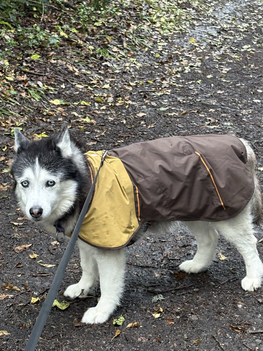 Jainahusky's tweet photo. @bemorebob2 Mum has ordered me a few things from Bob’s and says the service has always been amazing and especially so when she measured me wrong and ordered me the wrong size raincoat 🙄 I have a blanket, harness and raincoat from bobs, 2 of which I love and 1 mum loves and I tolerate!! https://t.co/arftZlrwA1