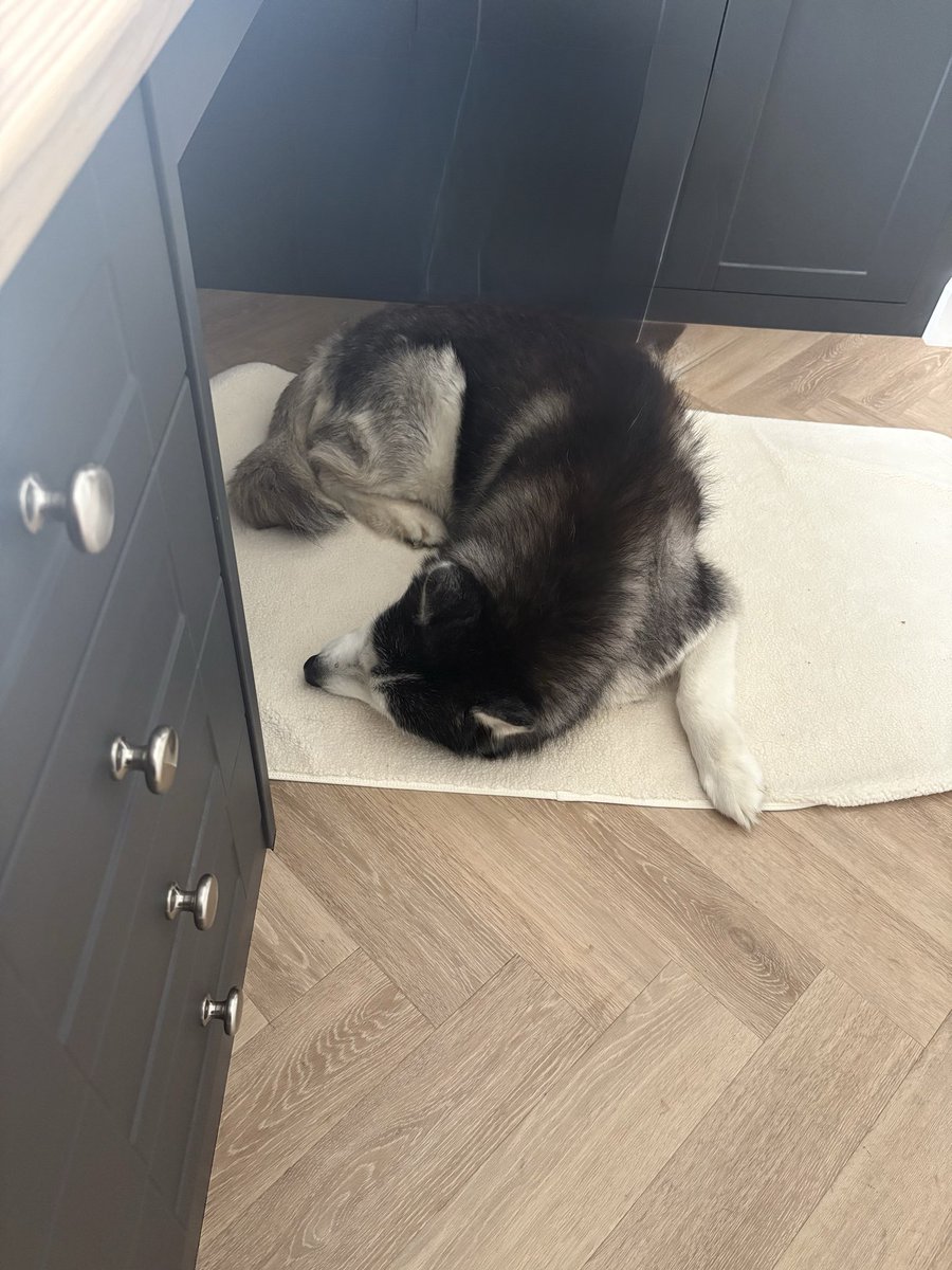 Jainahusky's tweet photo. @bemorebob2 Mum has ordered me a few things from Bob’s and says the service has always been amazing and especially so when she measured me wrong and ordered me the wrong size raincoat 🙄 I have a blanket, harness and raincoat from bobs, 2 of which I love and 1 mum loves and I tolerate!! https://t.co/arftZlrwA1