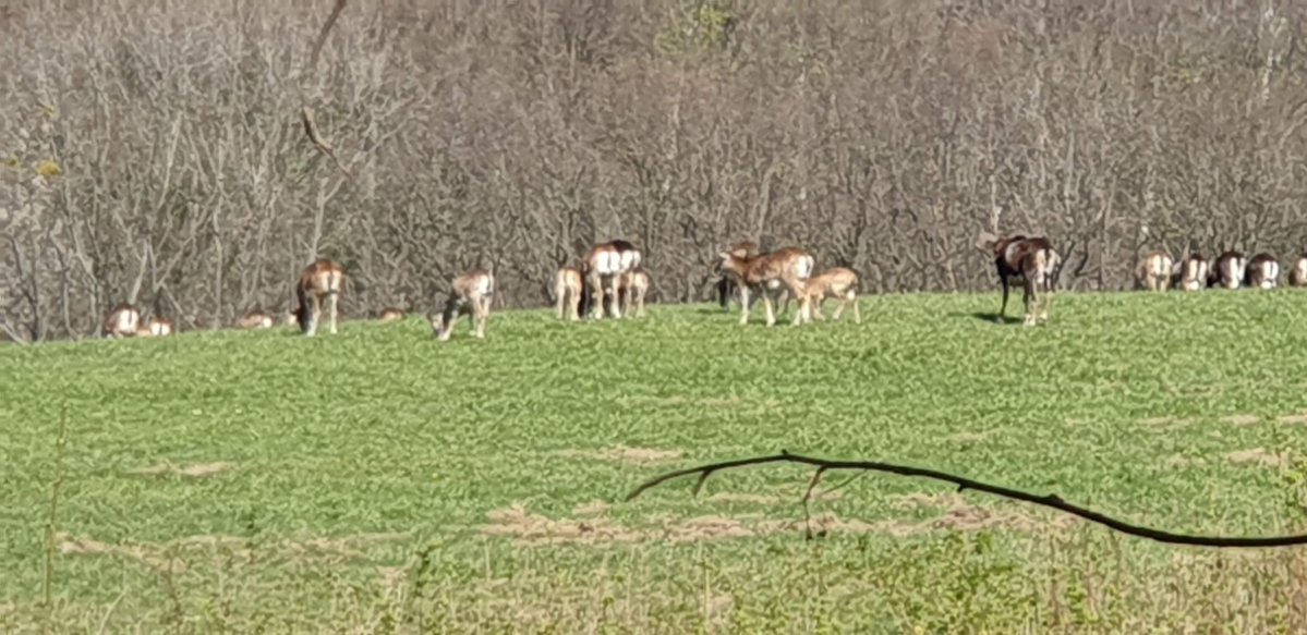 Dohnaer's tweet photo. @Forstler1 Ja. Wenn man zwischen Gersdorf und der Klinik unterwegs ist, trifft man fast immer einen Teiltrupp. Die ganze Truppe trifft sich dann auf einer geschützten Wiese mit Wald drumherum. Zählen ging nur (für mich Alten) mit Foto auf Feld bei Göppersdorf, Ausdrucken auf A4 und zählen. https://t.co/9vtSxDyt2l