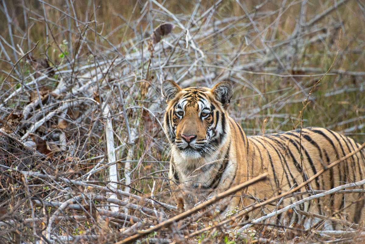 csdhara's tweet photo. @indian_pitta for Tadoba… proud and powerful… https://t.co/bzJtQ76vu3