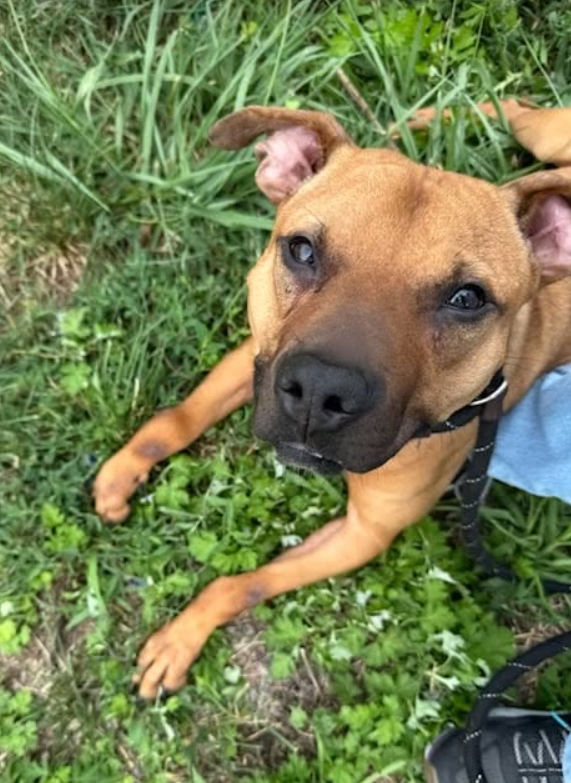 TAPNYACC's tweet photo. #WednesdayCelebrations 
#FostersSaveLives 

Trevor was #Rescued 
By #PoshPetsRescue 

Thank you &amp; your #Foster 
#NYCACC #260735 

Trevor requires leg surgery
Donations are Welcome &amp; Needed 
https://t.co/OgEVF7RUqe 

https://t.co/vspI0B63q6 https://t.co/yr4mUeVokH
