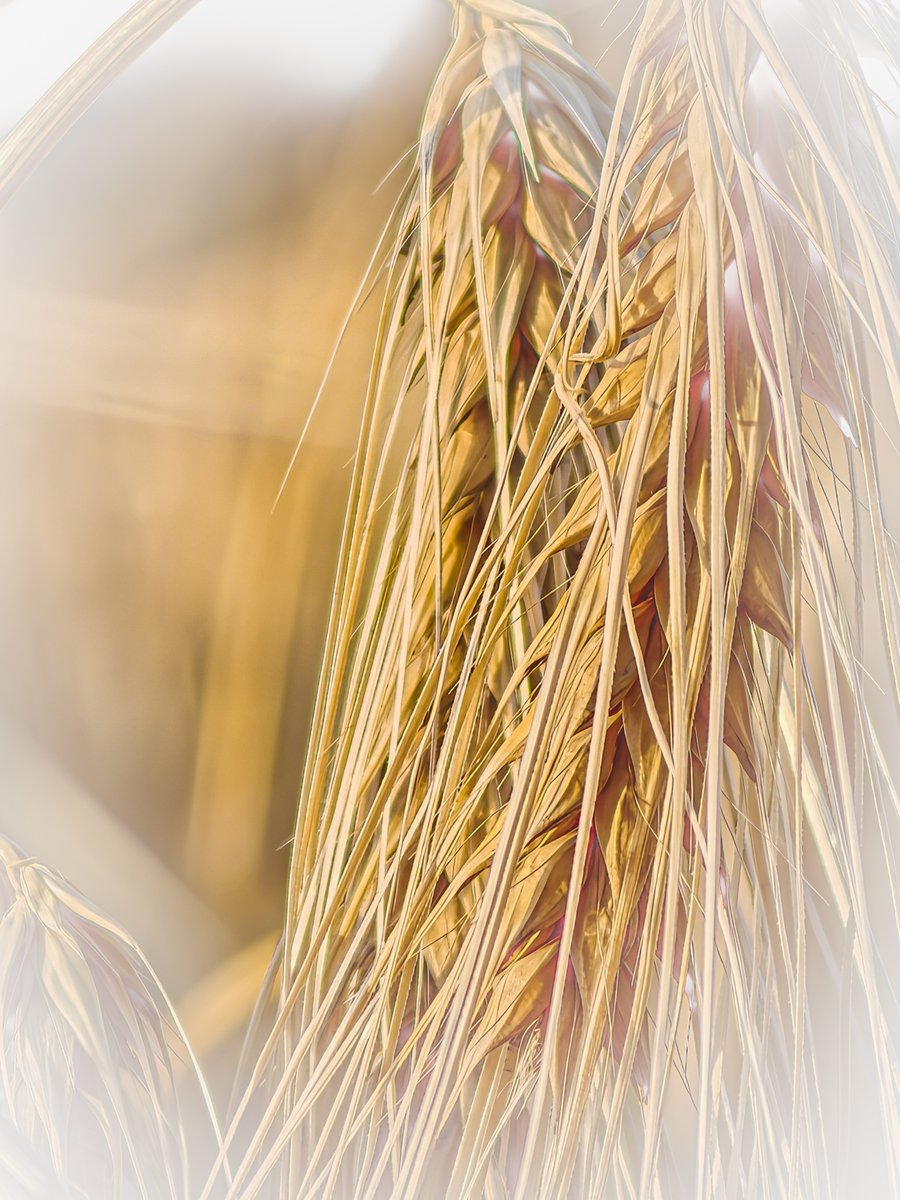 LadyTruckView's tweet photo. Sometimes, the most beautiful patterns are hidden in the smallest details. A closer look at a rye field revealed a true symphony of lines. 🌾📷

#MacroPhotography #NaturePhotography #Rye #GoldenHour #Photography https://t.co/mR2LhP7vRZ