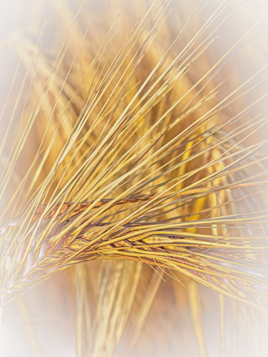 LadyTruckView's tweet photo. Sometimes, the most beautiful patterns are hidden in the smallest details. A closer look at a rye field revealed a true symphony of lines. 🌾📷

#MacroPhotography #NaturePhotography #Rye #GoldenHour #Photography https://t.co/mR2LhP7vRZ