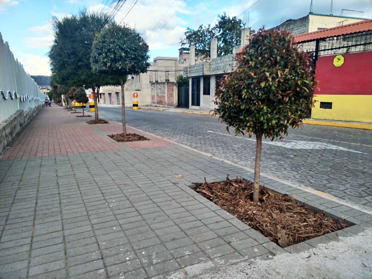 ObrasQuito's tweet photo. 🌳#ArboladoUrbano | Con la platación y cuidado del arbolado urbano, Quito cambia 🌳
En la parroquia de #Quitumbe mejoramos el ambiente en las calles:
📌Quitumbe Ñan
📌Feliciano Angulo
📌S47
👪Haz tu parte y cuida la naturaleza👪
#QuitoRenace #QuitoNoSeDetiene https://t.co/FDI4GyAP5U