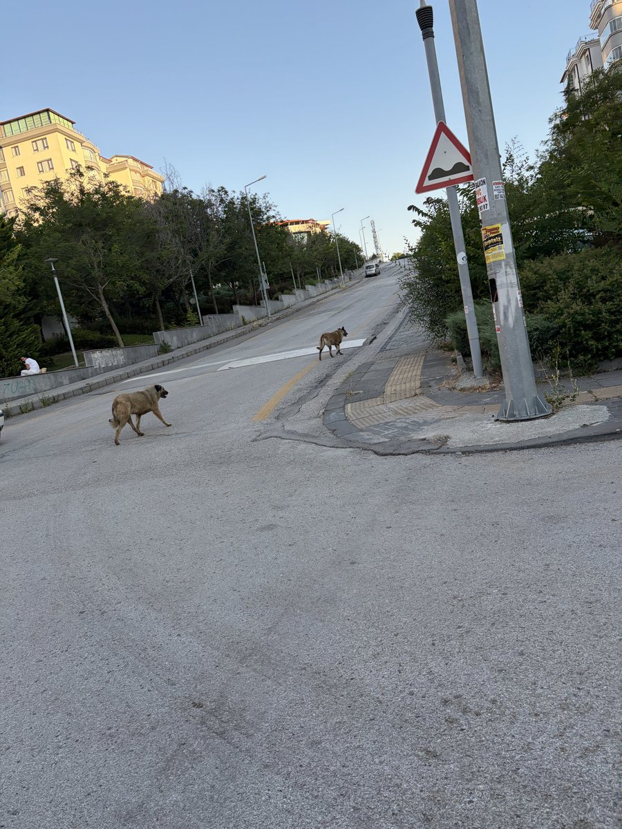 Agahefendi00's tweet photo. Erol yaşar türkalp caddesi
İşçi blokları mahallesinde 2 tane başıboş 60 kiloluk köpek geziyor
Acilen toplanmasını talep ediyorum @cankayabelediye  @Av_MeltemZorba  @NiluferSabuncu  @cankayailetmer https://t.co/cqo96zTp0l