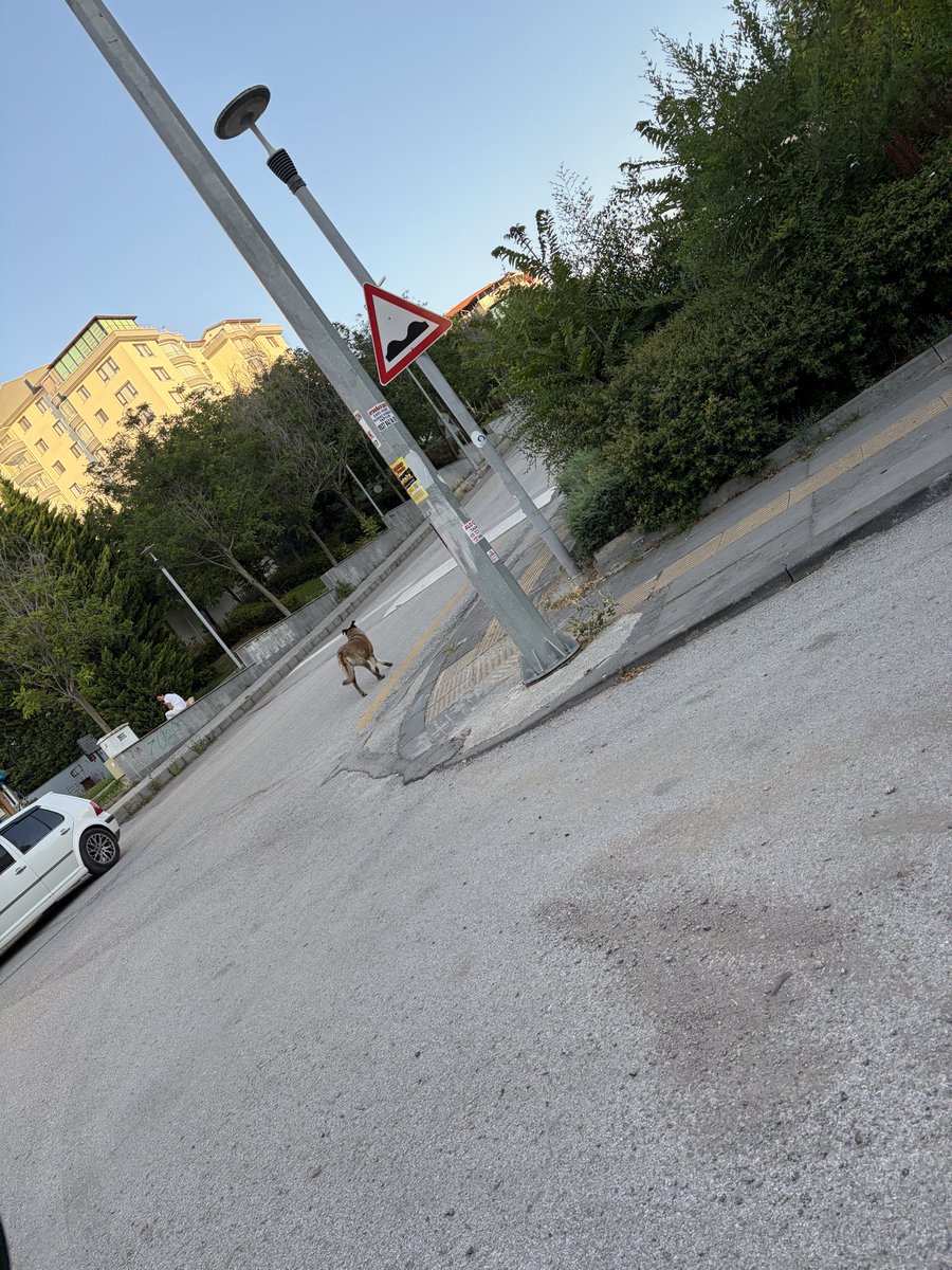 Agahefendi00's tweet photo. Erol yaşar türkalp caddesi
İşçi blokları mahallesinde 2 tane başıboş 60 kiloluk köpek geziyor
Acilen toplanmasını talep ediyorum @cankayabelediye  @Av_MeltemZorba  @NiluferSabuncu  @cankayailetmer https://t.co/cqo96zTp0l