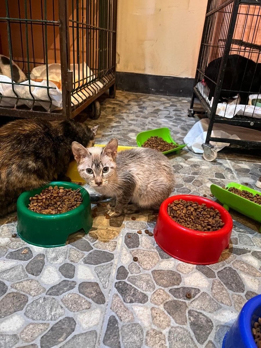 Ari_Arciniega6's tweet photo. La pequeña Cielo🐈 Sigue  creciendo y aún Nadie pregunta por ella , quien se encuentra lista para Marchar en adopción responsable , si deseas conocerla tan solo escríbeme 👇 Más No tardes el tiempo en pensión se le agota 😥 CDMX 🐾 https://t.co/klSOGxxhVA
