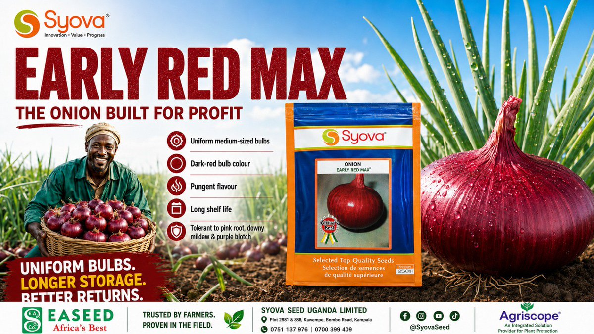 a_syova's tweet photo. 🧅 Grow the onion buyers want!

EARLY RED MAX delivers uniform, attractive dark-red bulbs, pungent flavour and a long shelf life—giving you more time to market your harvest for better returns.

🌱 Plant quality. Harvest profit.

#EarlyRedMax #SyovaSeedUganda #OnionFarming https://t.co/sc5UwWtPk4