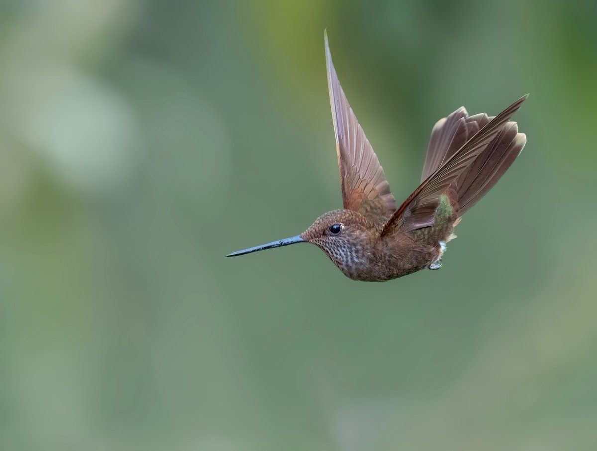 oldbird123's tweet photo. Bronzy Inca (I think) taken in Ecuador https://t.co/Wl5YpOqpX1