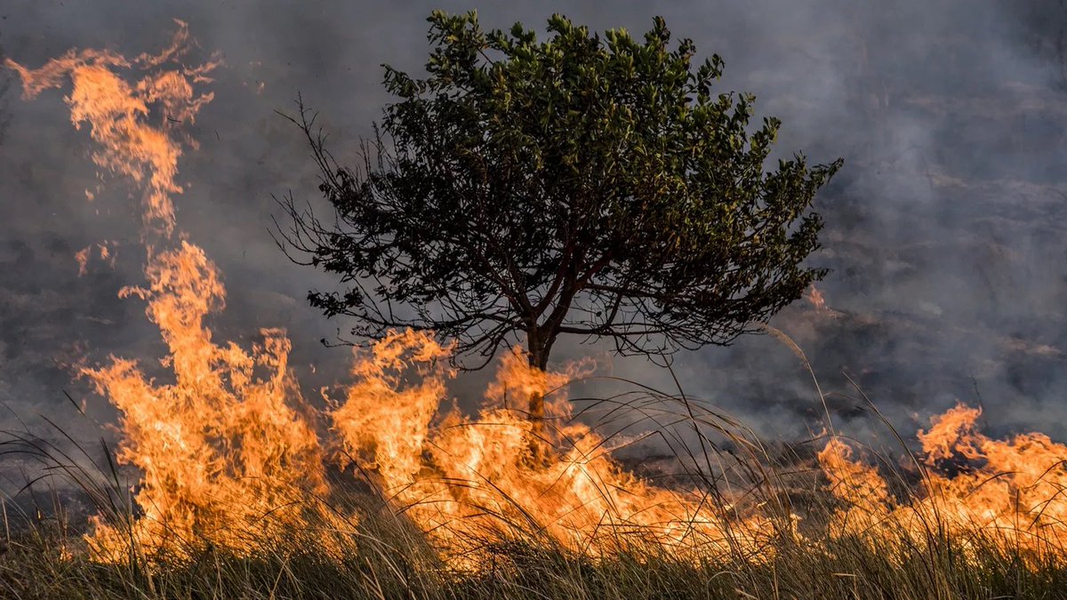 DanielVilela15's tweet photo. Chegou a seca. Não é hora de colocar fogo na sua propriedade rural.

Decretamos emergência ambiental e suspendemos as queimadas em vegetação em todo o estado durante o período crítico.
Prevenir é proteger vidas, o meio ambiente e o trabalho de quem vive no campo.
Conto com vocês. https://t.co/g0WTiQxbPF