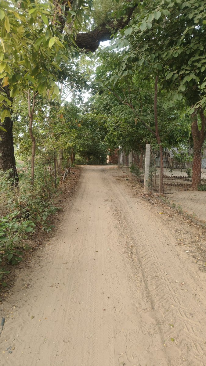 nlrajasthan's tweet photo. @DrAmbrishMithal https://t.co/VL1Ns8NoNx