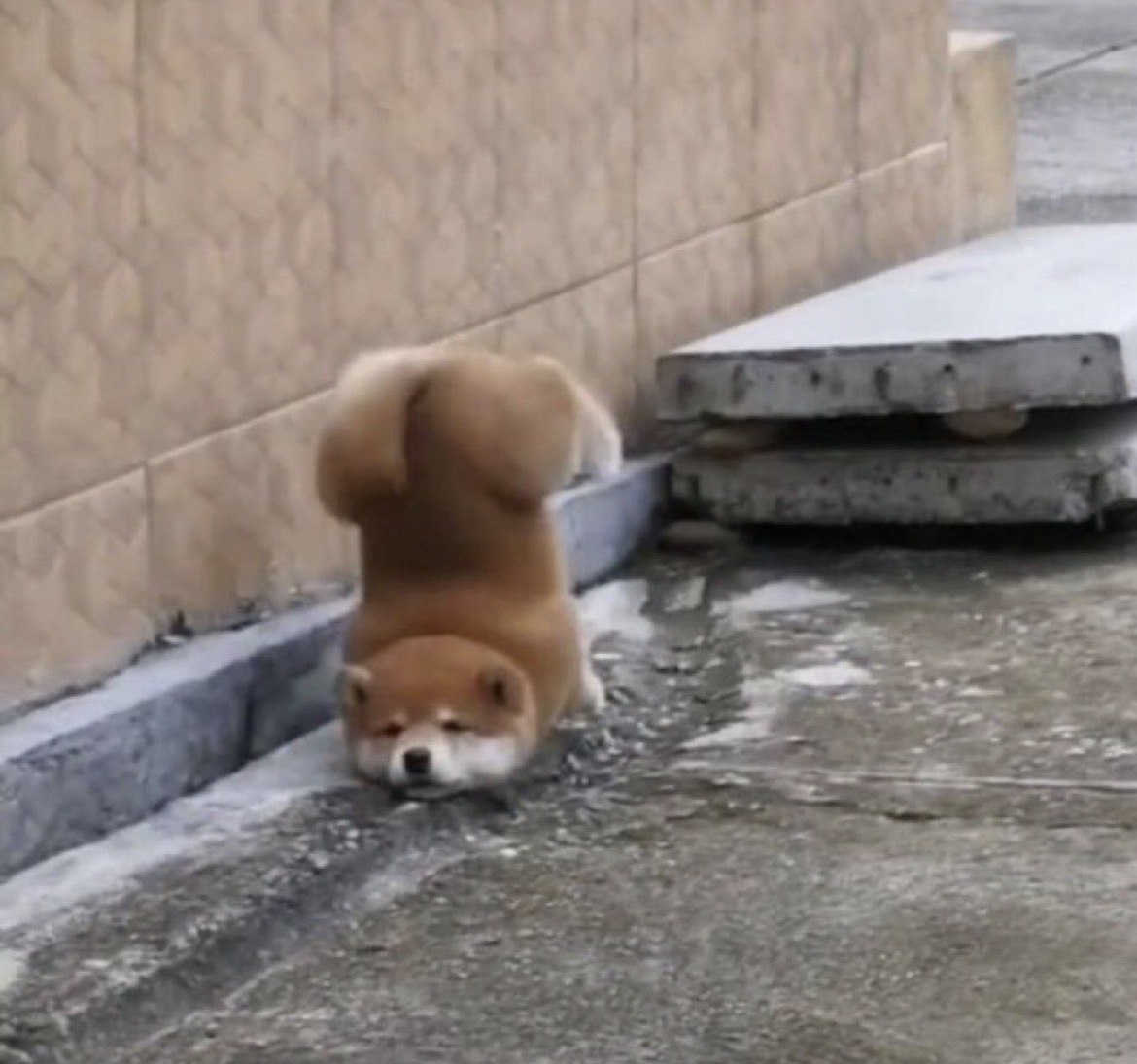 animal_kyawa_'s tweet photo. あらら😣
すってんころりん https://t.co/k7dPDa2Wz2