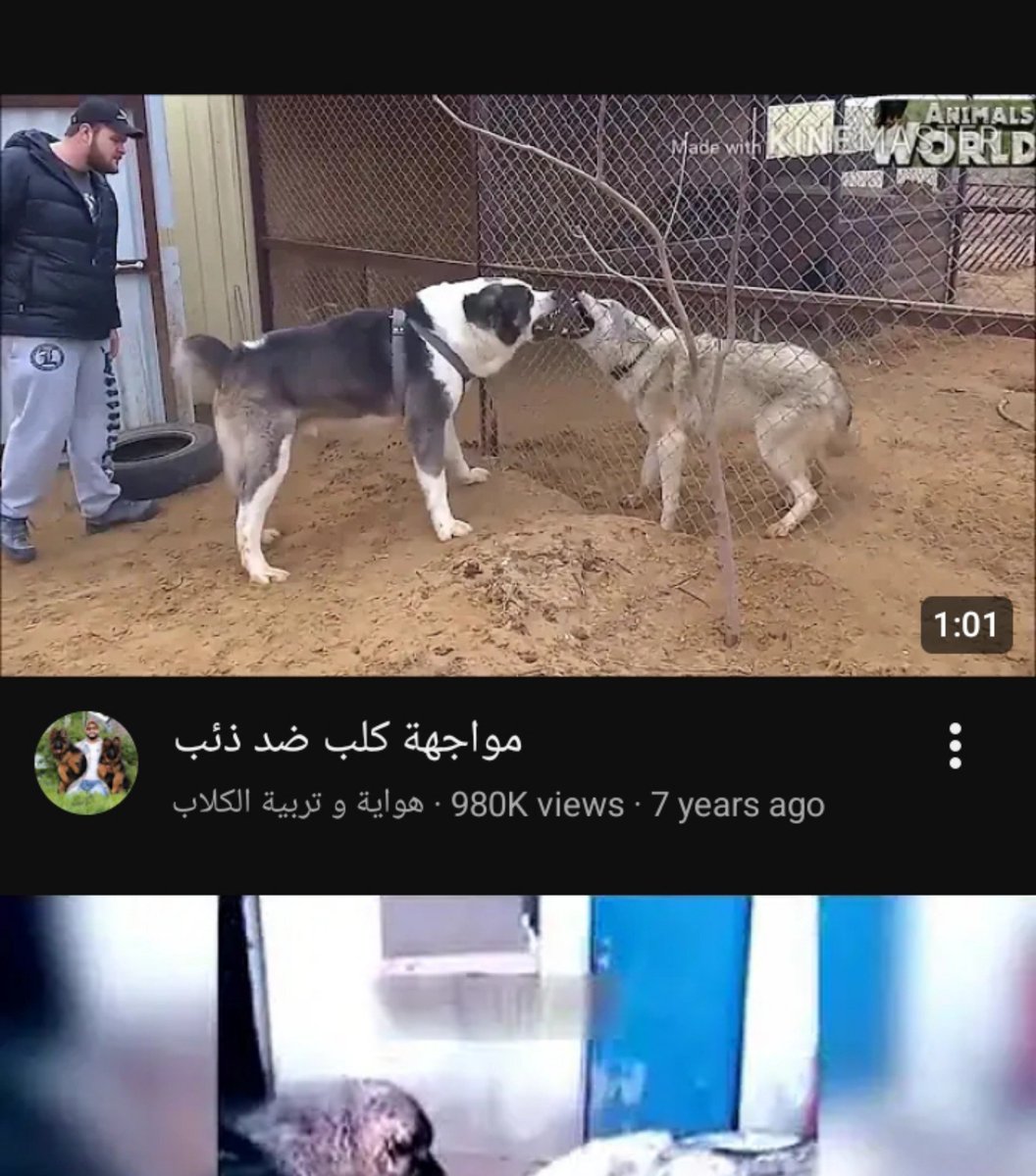 iamqueen59's tweet photo. قد تراهم ذئب و كلب عاديين لكن قراء الحقل المنسي لهم رأي آخر https://t.co/NjbrMsJIiS