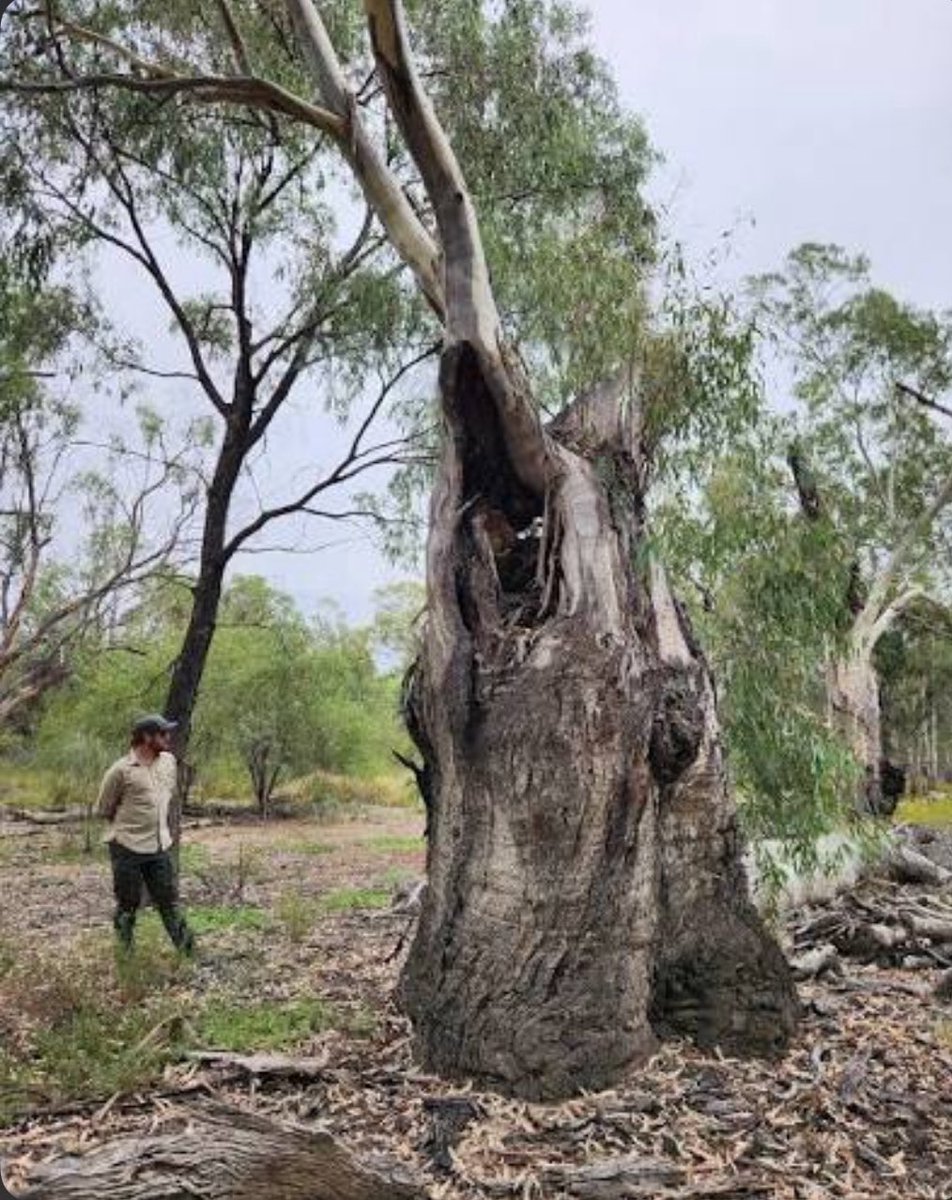 StoriesBySammi's tweet photo. Border Patrol bulldozed three century-old cottonwood trees on the US-Mexico border this week.

Nesting birds were still inside them.

Before touching a single tree, Border Patrol put a promise in writing. Environmental monitors would check the trees first. Any active nests they found would get a protected buffer zone, left alone until the babies were old enough to leave on their own.

The Sierra Club didn't just take their word for it. They sent Border Patrol actual video, proof that birds were nesting in those exact trees, weeks before construction started.

Border Patrol never even responded.

Then the promise meant nothing anyway. No monitors showed up. No buffer zone was set. Crews brought in heavy machinery and took the trees down with the nests still in them.

The same trees that hold nesting birds every single spring.

The same trees whose roots cross the border underground and lean on each other for support, one country's tree holding up another's.

The same trees that shelter antelope, bighorn sheep, and one of the last jaguars left in the US, all of whom use this valley to cross between countries too.

The same trees standing in Lochiel, a ghost town that hasn't had a working border crossing since the 1980s, disturbed by almost nothing until this week.

A protester named Logan Miller, who tried to stop the crews, got arrested.

One tree is still standing. An activist named Kate Scott is camping next to it right now, for as long as she can. "Us as humans could take a little chapter out of their book about coexisting," she said.

Taxpayers are footing a $309 million bill so a company called Fisher Sand and Gravel can bulldoze nesting birds the government promised to protect.

Crossings in this area collapsed by more than 95% in a single year. DHS itself stood in Nogales, right next door, this February, and called it the most secure border in American history.

The law that let them skip NEPA, the Endangered Species Act, the Migratory Bird Treaty Act, and the Clean Water Act dates back to 1996. It allowed Noem to waive almost any environmental protection on the books. No review. No appeal. All at her sole discretion.

In the decade before Trump's first term, it was used seven times total. Trump used it 29 times in four years, and is still using it to date. Project 2025's own foreword, written by Kevin Roberts, dismisses environmental protection as "the Left's love affair with environmental extremism."

Who's protecting the birds when the agency that promised to won't even keep its word on paper? 🐦

#DemsUnited