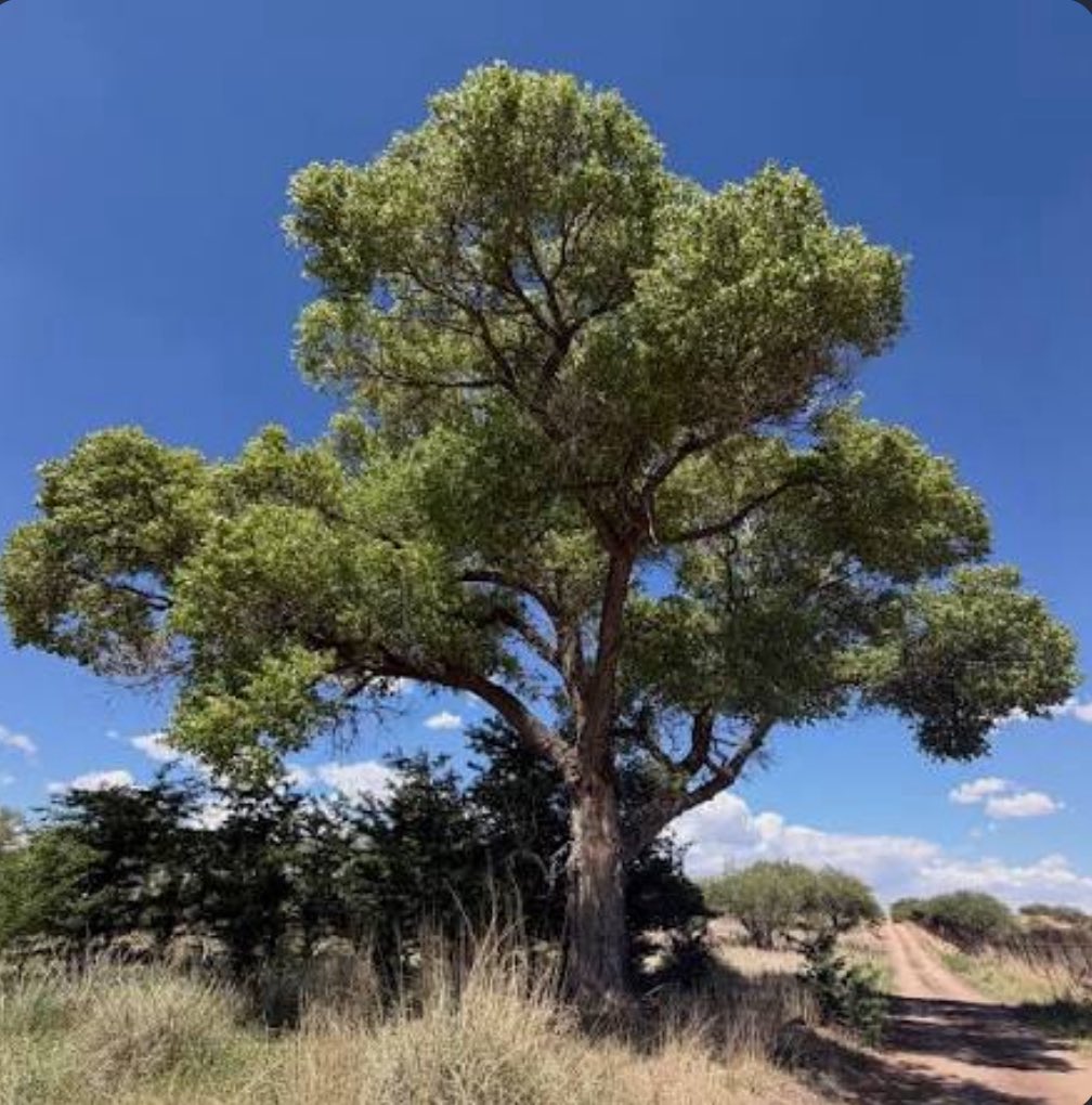 StoriesBySammi's tweet photo. Border Patrol bulldozed three century-old cottonwood trees on the US-Mexico border this week.

Nesting birds were still inside them.

Before touching a single tree, Border Patrol put a promise in writing. Environmental monitors would check the trees first. Any active nests they found would get a protected buffer zone, left alone until the babies were old enough to leave on their own.

The Sierra Club didn't just take their word for it. They sent Border Patrol actual video, proof that birds were nesting in those exact trees, weeks before construction started.

Border Patrol never even responded.

Then the promise meant nothing anyway. No monitors showed up. No buffer zone was set. Crews brought in heavy machinery and took the trees down with the nests still in them.

The same trees that hold nesting birds every single spring.

The same trees whose roots cross the border underground and lean on each other for support, one country's tree holding up another's.

The same trees that shelter antelope, bighorn sheep, and one of the last jaguars left in the US, all of whom use this valley to cross between countries too.

The same trees standing in Lochiel, a ghost town that hasn't had a working border crossing since the 1980s, disturbed by almost nothing until this week.

A protester named Logan Miller, who tried to stop the crews, got arrested.

One tree is still standing. An activist named Kate Scott is camping next to it right now, for as long as she can. "Us as humans could take a little chapter out of their book about coexisting," she said.

Taxpayers are footing a $309 million bill so a company called Fisher Sand and Gravel can bulldoze nesting birds the government promised to protect.

Crossings in this area collapsed by more than 95% in a single year. DHS itself stood in Nogales, right next door, this February, and called it the most secure border in American history.

The law that let them skip NEPA, the Endangered Species Act, the Migratory Bird Treaty Act, and the Clean Water Act dates back to 1996. It allowed Noem to waive almost any environmental protection on the books. No review. No appeal. All at her sole discretion.

In the decade before Trump's first term, it was used seven times total. Trump used it 29 times in four years, and is still using it to date. Project 2025's own foreword, written by Kevin Roberts, dismisses environmental protection as "the Left's love affair with environmental extremism."

Who's protecting the birds when the agency that promised to won't even keep its word on paper? 🐦

#DemsUnited