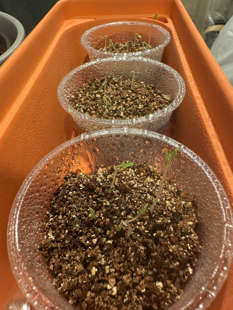 0217BC4000's tweet photo. ミニトマトの種まいたら3日目に芽が出て驚いてる
こんな成長早かったっけ？🌱 https://t.co/EvsFWeu0cW