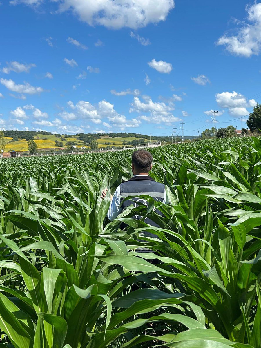 tarim_ibb's tweet photo. Çatalca’daki silajlık mısır deneme ekim alanlarında gelişim kontrollerimizi gerçekleştirdik. 🌽 https://t.co/navrLMnc50