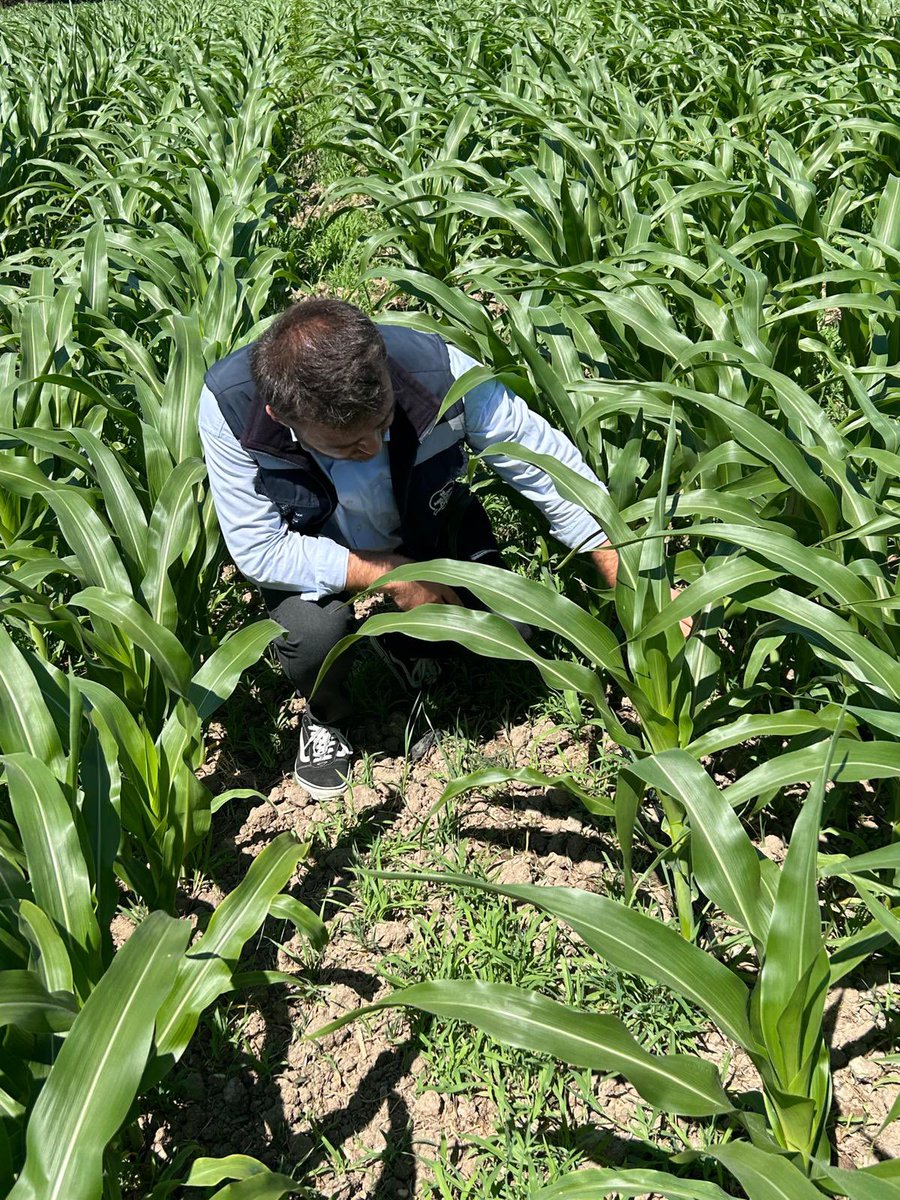 tarim_ibb's tweet photo. Çatalca’daki silajlık mısır deneme ekim alanlarında gelişim kontrollerimizi gerçekleştirdik. 🌽 https://t.co/navrLMnc50