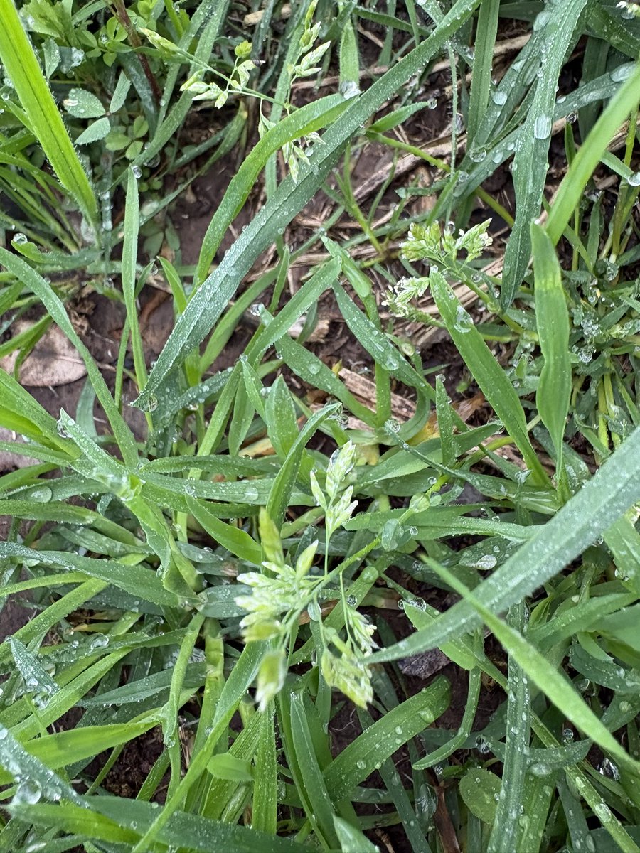 PastureGenetics's tweet photo. Poa annua semillando en pasturas y verdeos sembrados. Las malezas gramíneas anuales invernales son un problema serio.
¡Precisamos mejores soluciones!
¡Se vienen mejores soluciones, funcionales a los sistemas ganaderos!

Mejoramiento LOCAL
Genética SUPERIOR 
⚫️🟢 https://t.co/cWTQmy1q1v