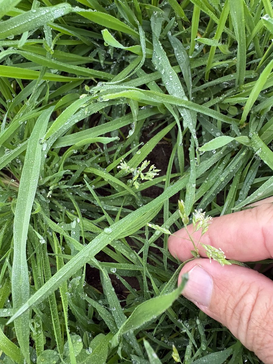 PastureGenetics's tweet photo. Poa annua semillando en pasturas y verdeos sembrados. Las malezas gramíneas anuales invernales son un problema serio.
¡Precisamos mejores soluciones!
¡Se vienen mejores soluciones, funcionales a los sistemas ganaderos!

Mejoramiento LOCAL
Genética SUPERIOR 
⚫️🟢 https://t.co/cWTQmy1q1v