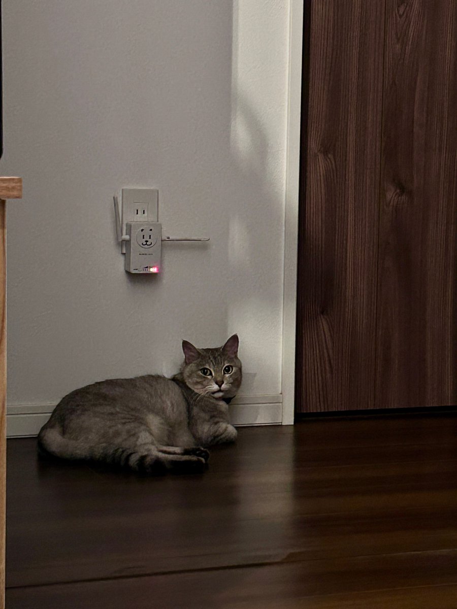 koma7sai's tweet photo. 寝る前のお腹マッサージを適当にこなしていたら拗ねてしまった猫 https://t.co/EW7D6Wpjp3