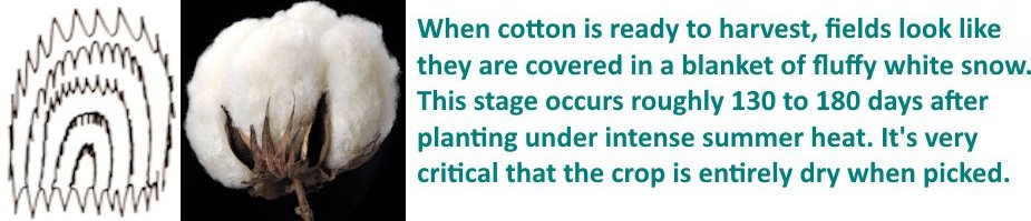 AceProNut's tweet photo. @ScienceMagazine @ScienceAdvances Lest we forget his #Cotton cousin, seen blooming through #Remoteviewing;
‡οΈβ€΅οΈβ€΅οΈ
https://t.co/xnKLIdEcrs
#TextileTrade #SilkTrade #CottonTrade #GlobalSourcing #PureSilk #NaturalFibres #SustainableTextiles #RV #remoteviewer #remoteviewing #IRVA #CRV #PSI #ESP #remoteview #telepathy https://t.co/oYQeqcbT69