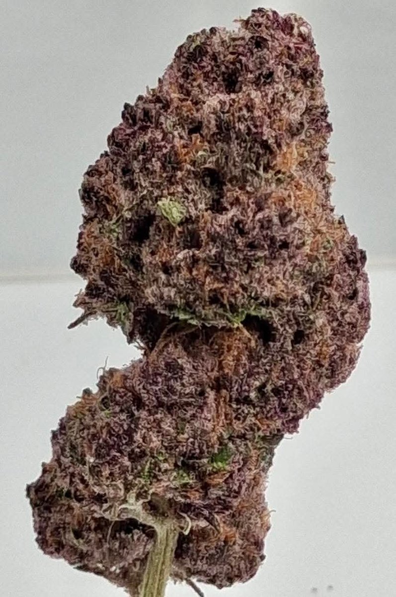 Fernand49034227's tweet photo. Canna
#sativa #ganja #wedd https://t.co/e2zM82d4HW