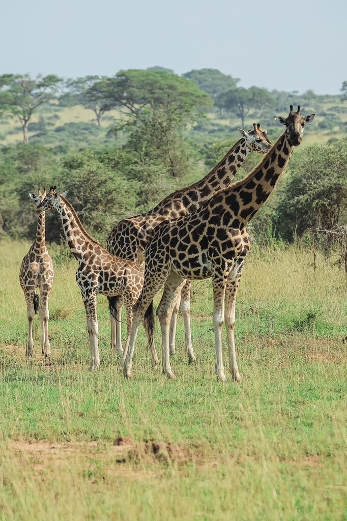 AmoitOmoit's tweet photo. Explore uganda, Know your country
#UWAOpenParkDays https://t.co/K8BsjDUcB4
