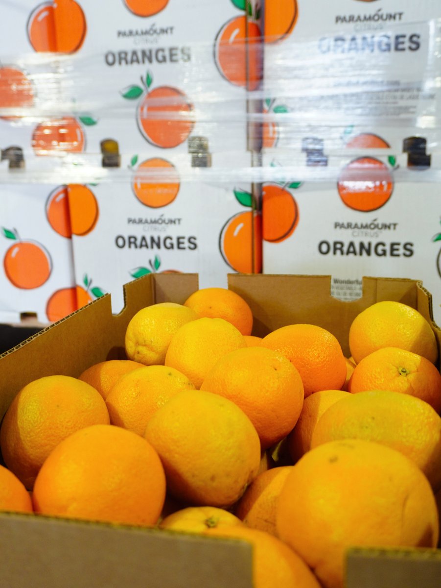 KimballProduce's tweet photo. The best part of citrus season? Shipments like this. 🍊 These Valencia oranges are showcasing beautiful color and a fresh appearance, and we're proud to highlight another outstanding program. #ValenciaOranges #Citrus #FreshProduce https://t.co/qxPjtB9ULn