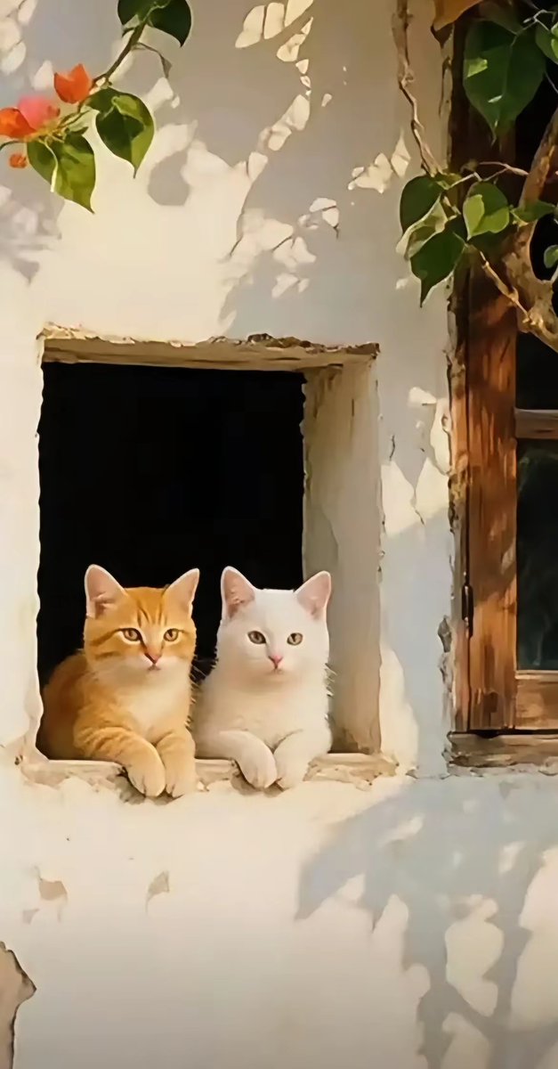 Pupupopoppippi's tweet photo. 下班撸会粘人小猫咪，软乎乎的脑袋蹭手心，一天的疲惫都碎在猫毛里啦～ https://t.co/wnUXajnQ7q