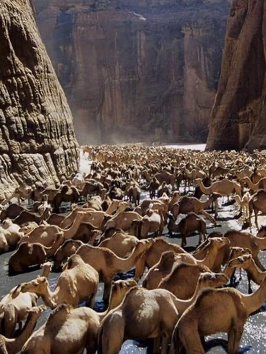 Joe__Bassey's tweet photo. Unemployed camels in the Republic of Chad 🇹🇩, Africa. https://t.co/U8hqUzVl7s