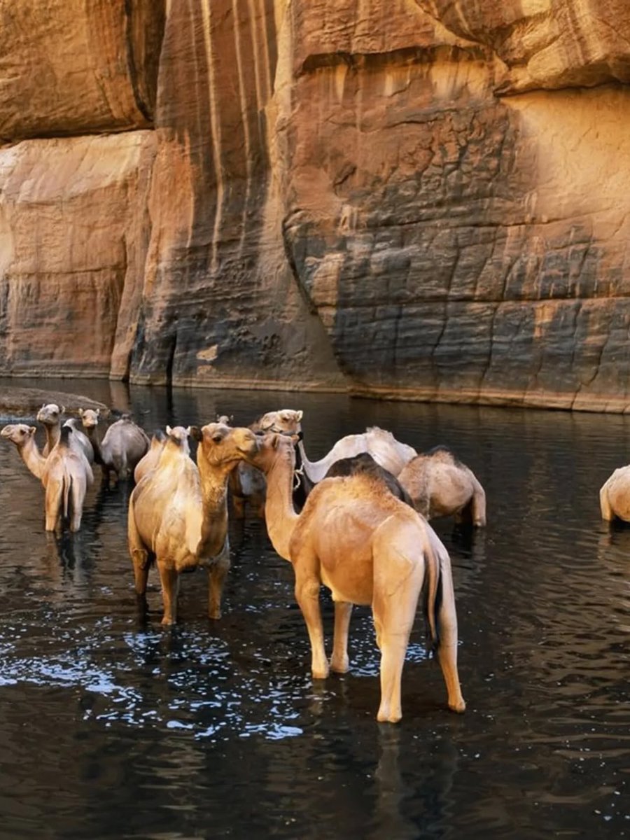 Joe__Bassey's tweet photo. Unemployed camels in the Republic of Chad 🇹🇩, Africa. https://t.co/U8hqUzVl7s