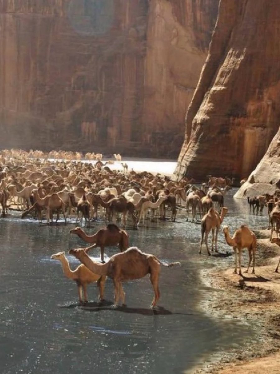 Joe__Bassey's tweet photo. Unemployed camels in the Republic of Chad 🇹🇩, Africa. https://t.co/U8hqUzVl7s