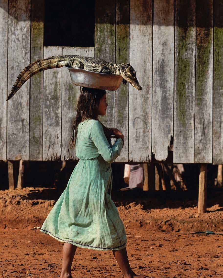 aseelswaid9's tweet photo. Young Ticuna man carrying a caiman on his head, 1985. Alto Solimões, Amazonas, Brazil.

📸 Stephanie Maze https://t.co/2huqjrQR0q