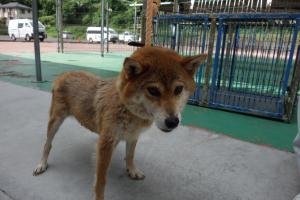 resani88's tweet photo. #福島県動物愛護センター本所 
https://t.co/FHpFOVvcJj
https://t.co/S6qxO2dlcj
【期限　8月29日前後】
保護日 (管理番号)　令和8年7月29日(s080729-1)
保護場所 矢吹町文京町　地内   
柴/中型   
茶/短毛
メス
推定約１０歳
装着品　なし
その他の特徴等 https://t.co/OVIJ9lmatX
