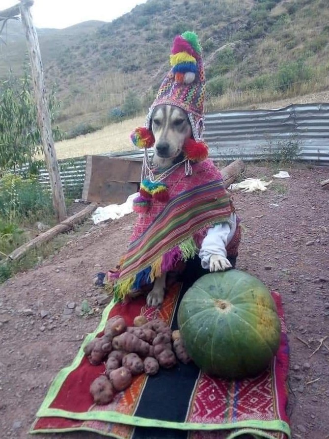Ale_083's tweet photo. Me siento muy patriota ;v 🇵🇪 https://t.co/gCx3XAd0AA