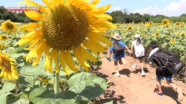 JapanEmb_Spain's tweet photo. En esta época del año, los girasoles llenan de color los campos #japoneses 🌻
En #Unzen 📍 han creado un gran laberinto con más de 150.000 girasoles 🤩 Todo un entretenimiento para grandes y pequeños 😊
Descubre más sobre ello en @NHKWORLD_News https://t.co/4ta66qmGSM https://t.co/bXZ9tjCpmw