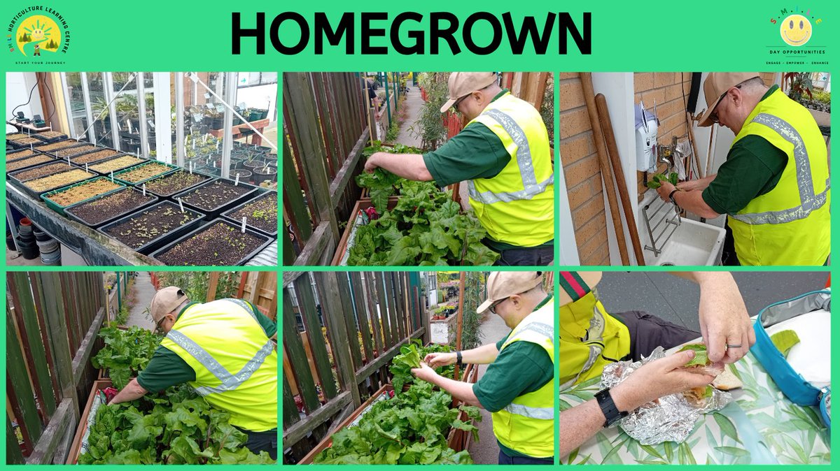 DayDoncaster's tweet photo. SMILE Horticulture Learning Centre (SHLC), has been growing a variety of salad leaves from seed. 

After months of care and watering we harvested our first crop. We enjoyed the fresh leaves in sandwiches and look forward to tasting the other varieties.

@DoncasterDamian https://t.co/IQznz1scxt