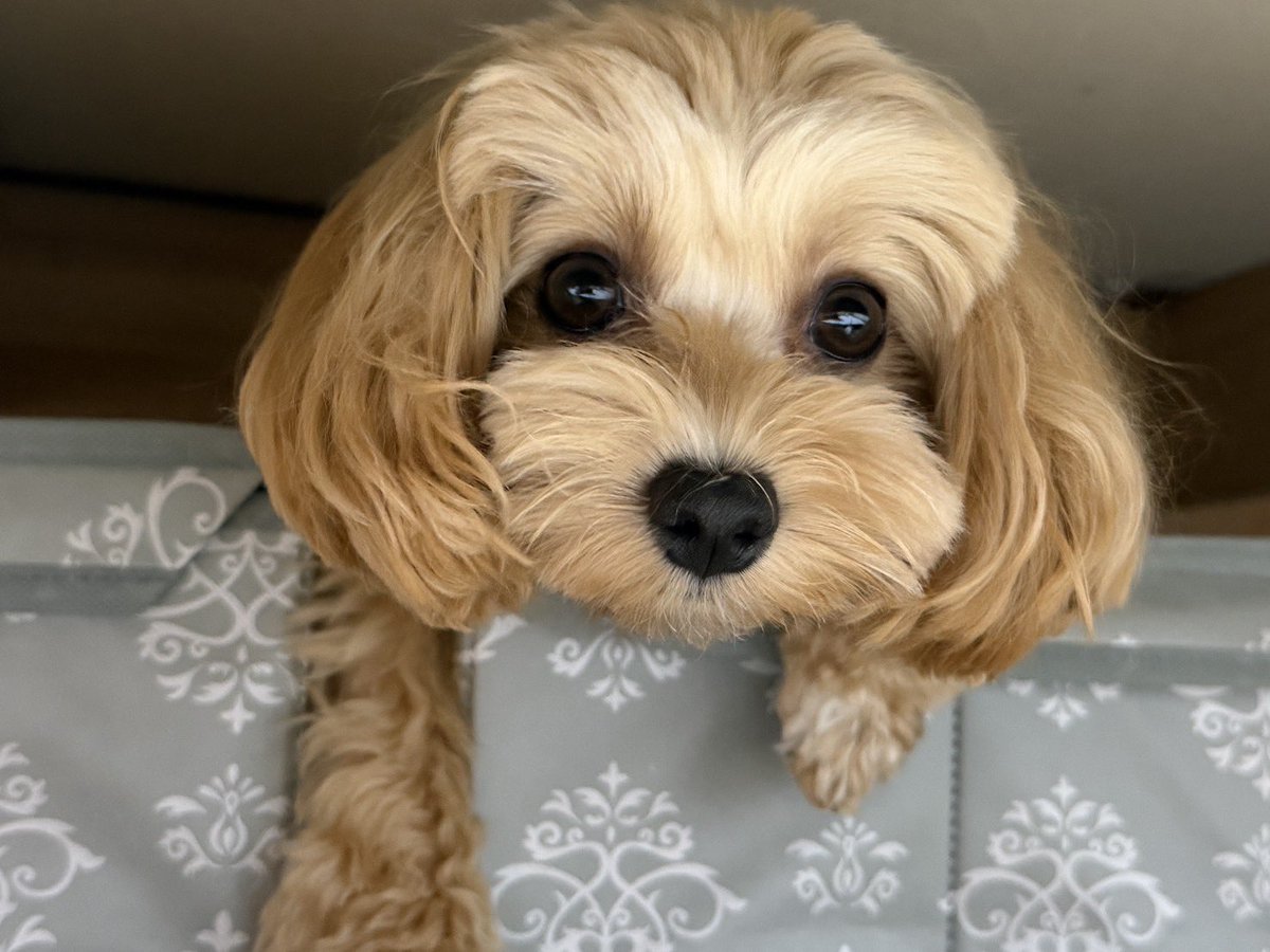 Ecdromomoi's tweet photo. ご無沙汰しています。犬です。 https://t.co/bWNRxdJEep