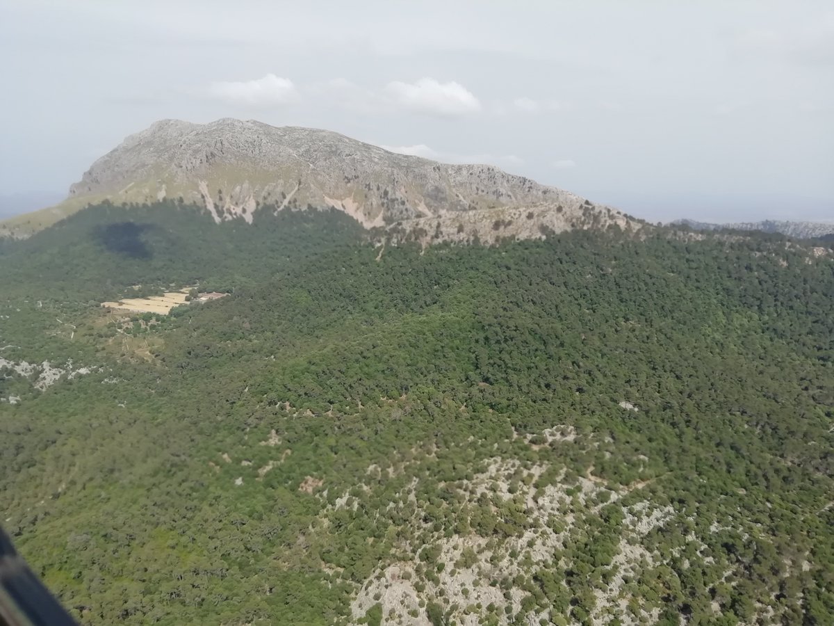 InForestMed's tweet photo. Que barbaridad!
No hay nadie en el CSIC que pueda explicarle a este señor que el año pasado ardieron miles de ha de frondosas y que millones de ha de nuestros pinares ibéricos son autóctonos, nativos y espontáneos?
¿Cuantas toneladas de suelo fértil han salvado las repoblaciones? https://t.co/A78rlFRncz