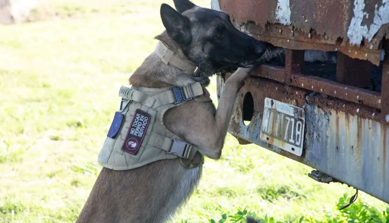NewsDigitalesAr's tweet photo. Perros policías bajo estrés: el histórico protocolo que lanzó el Gobierno https://t.co/99Re324Bjw https://t.co/j1Qc80MR3h